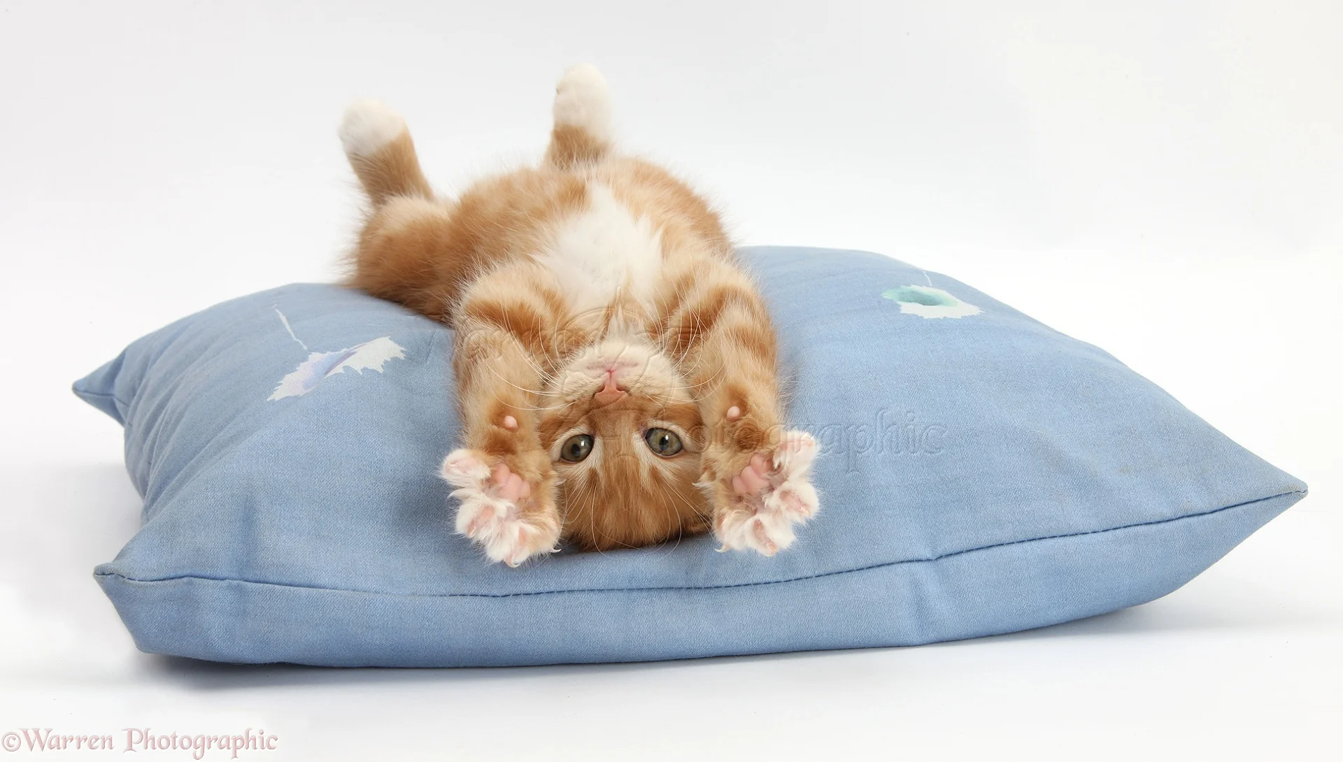 25116-Ginger-kitten-stretching-out-upside-down-on-a-cushion-white-background.webp