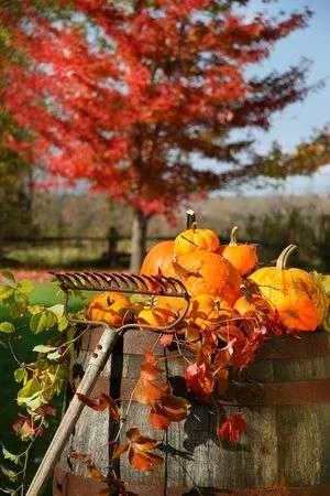 2547499-autumns-colorful-harvest-with-beautiful-red-maple-tree-in-background.webp