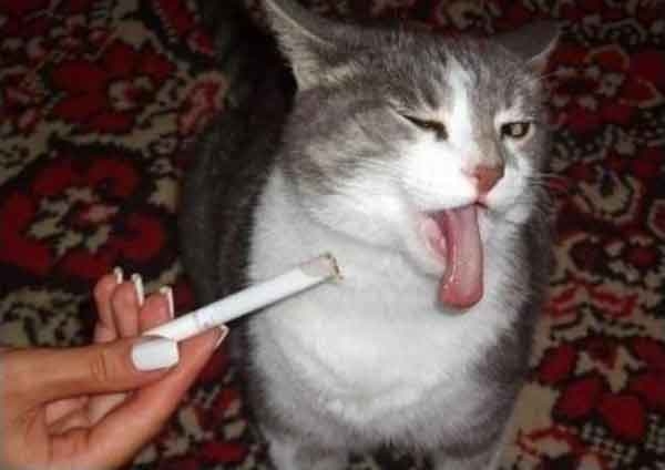 2579-cat-nonsmoker[1].jpg