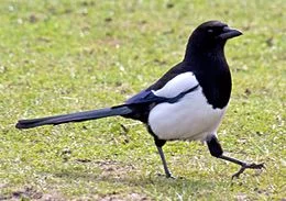 260px-Magpie_(4505769139).webp