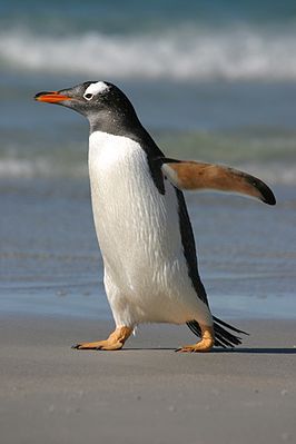 266px-3045-saunders-gentoo_RJ.jpg