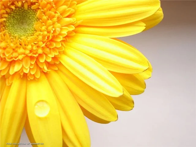 26d29eaf5265.webp