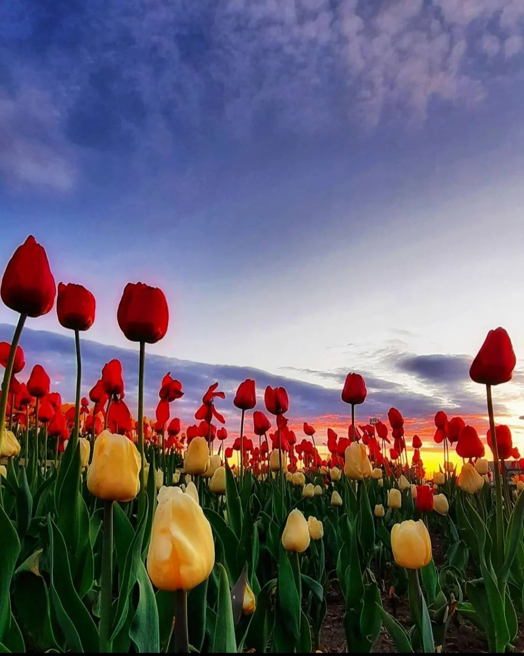 27 @Алёна909.webp