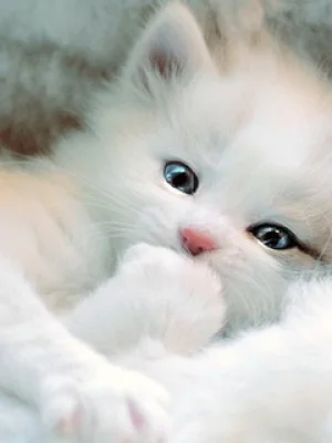 2706300.webp