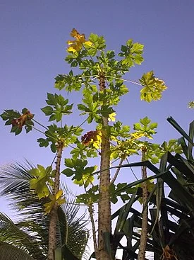275px-Cancun_tree.webp