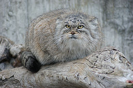 275px-Manul_close.jpg