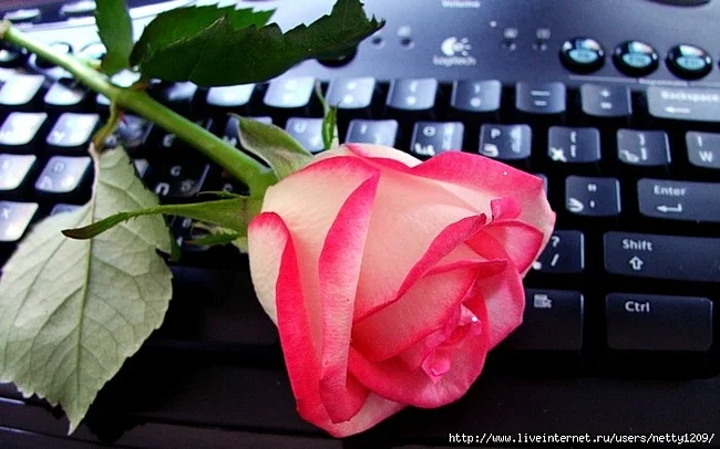 28.webp