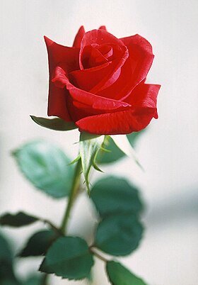 280px-Red_rose.jpg