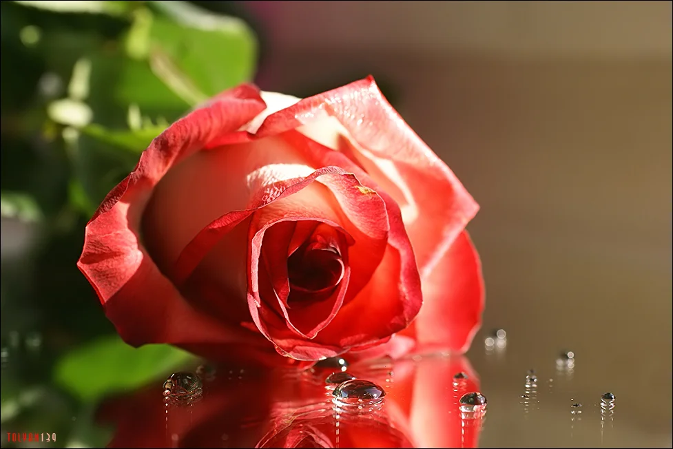 2873121_large.webp