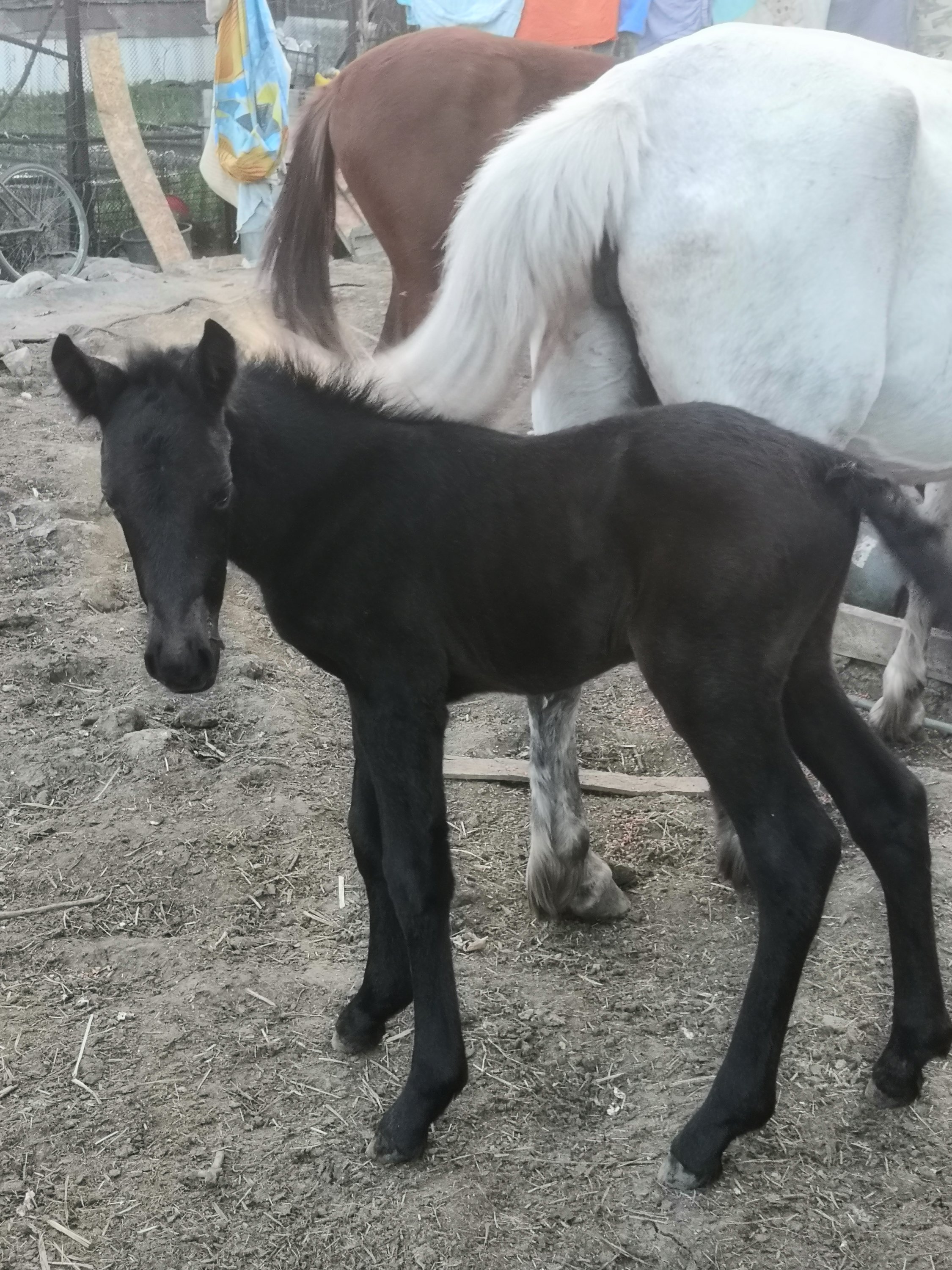 29 04 23 ему два дня.jpg