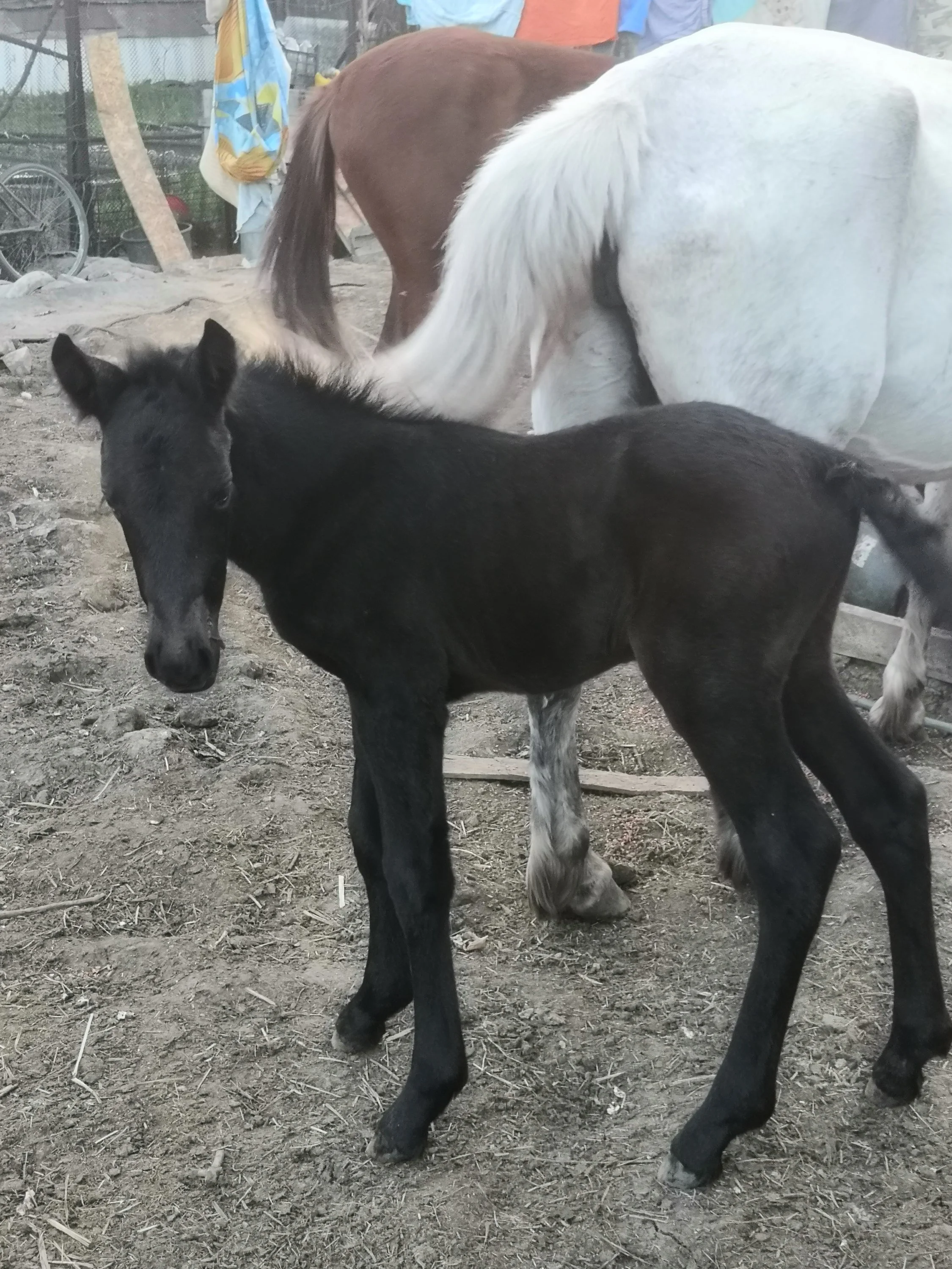 29 04 23 ему два дня.webp