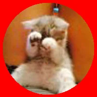 29.webp