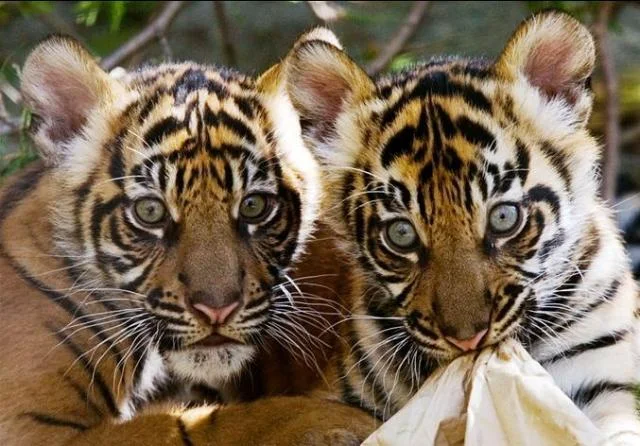 2youngtigers.webp