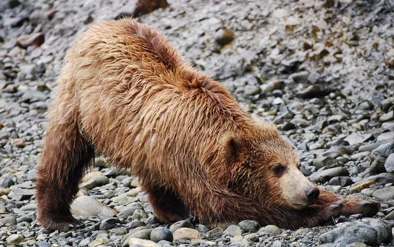3-Медведь в позе собаки, смотрящей вниз.webp
