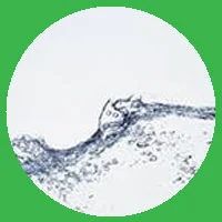 30.webp