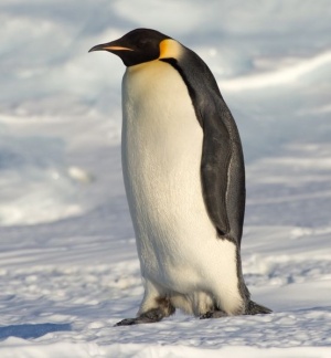 300px-Emperor_Penguin_Manchot_empereur.jpg