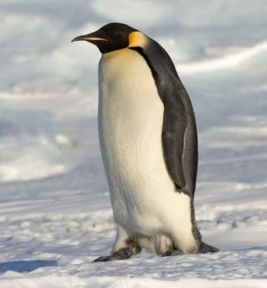 300px-Emperor_Penguin_Manchot_empereur.webp