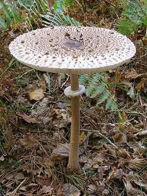 300px-Macrolepiota_procera_fungus,_Woodfidley,_New_Forest_-_geograph.org.uk_-_261237.webp