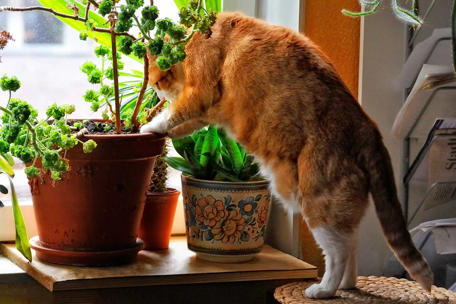 303849-1600x1066-cat-in-plant.webp