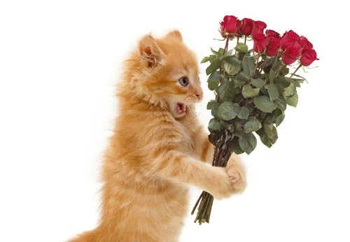 306449.webp