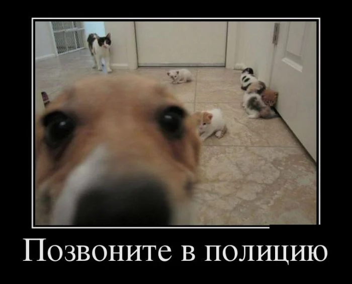 31.webp