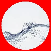 31.webp