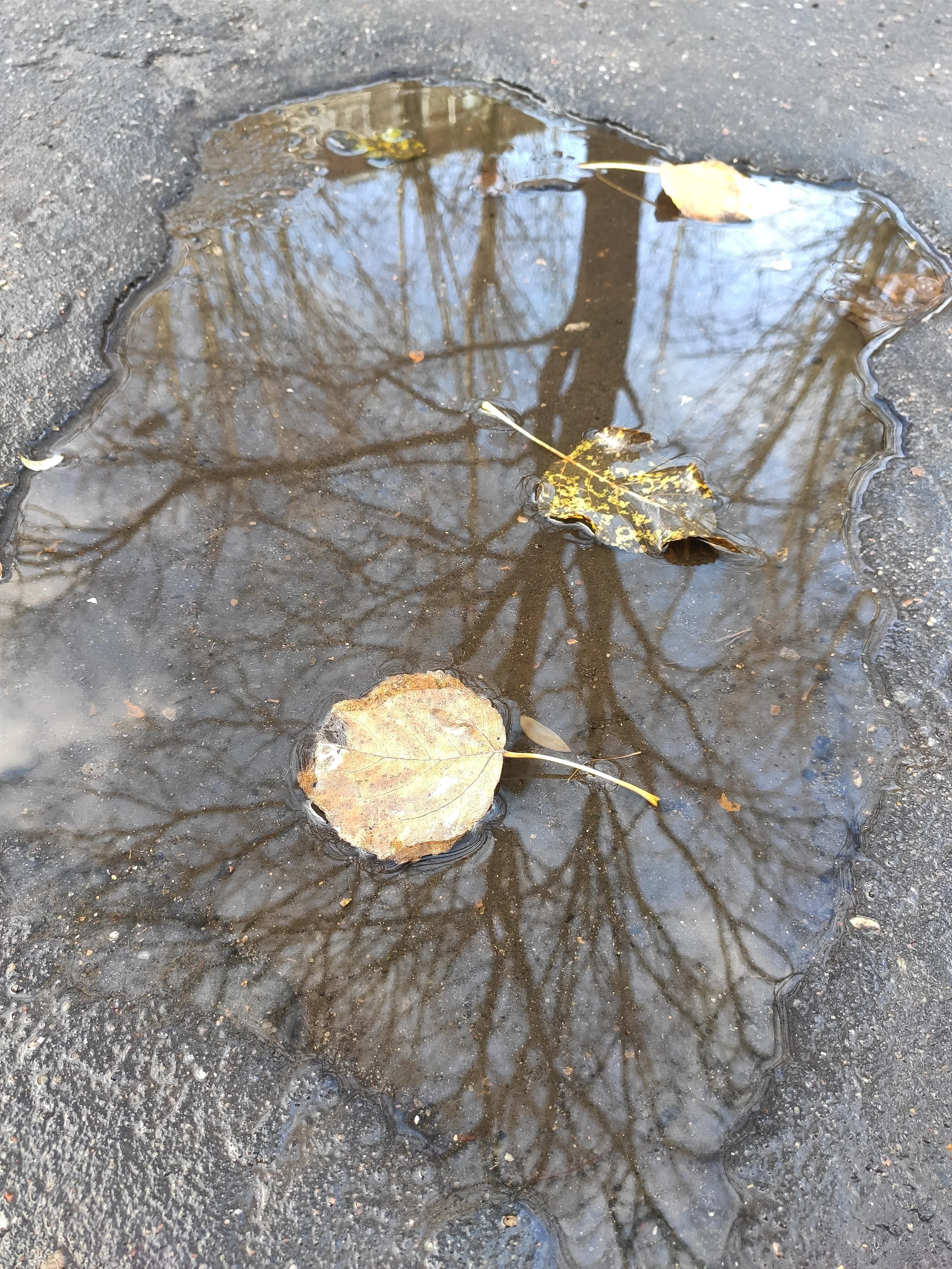 31418cc6-9265-4095-9c63-46db489fe81a-1_all_429-webp.2222303