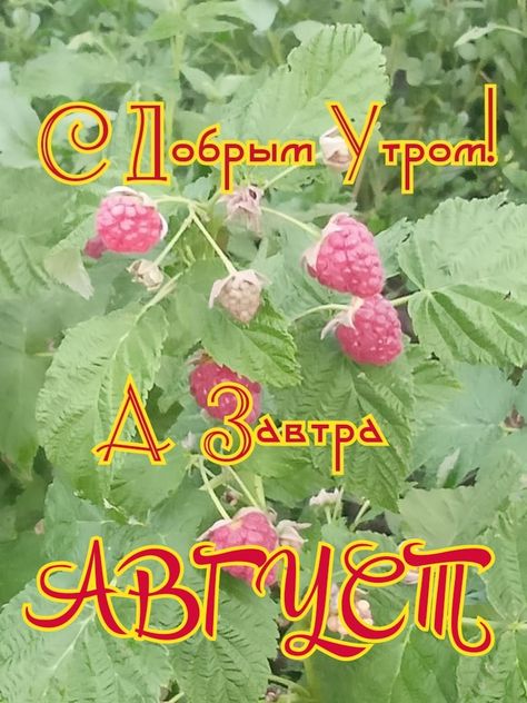 31июля утро.jpg