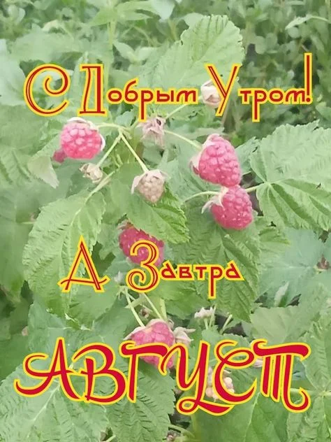 31июля утро.webp