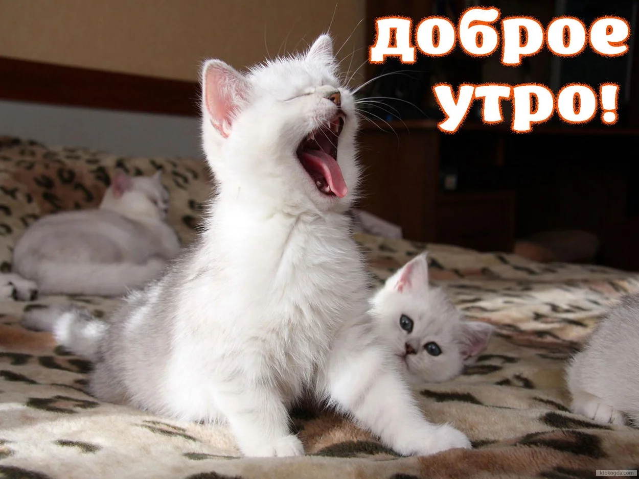 329353_original.webp