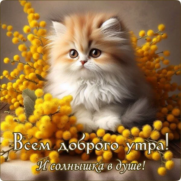 34511.webp