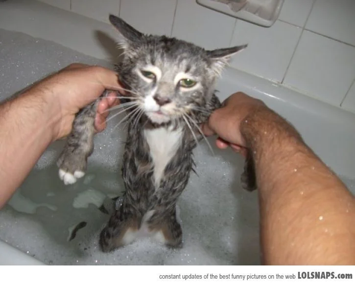 34de678cd1743aba5afe67b67911c974--cat-bath.webp