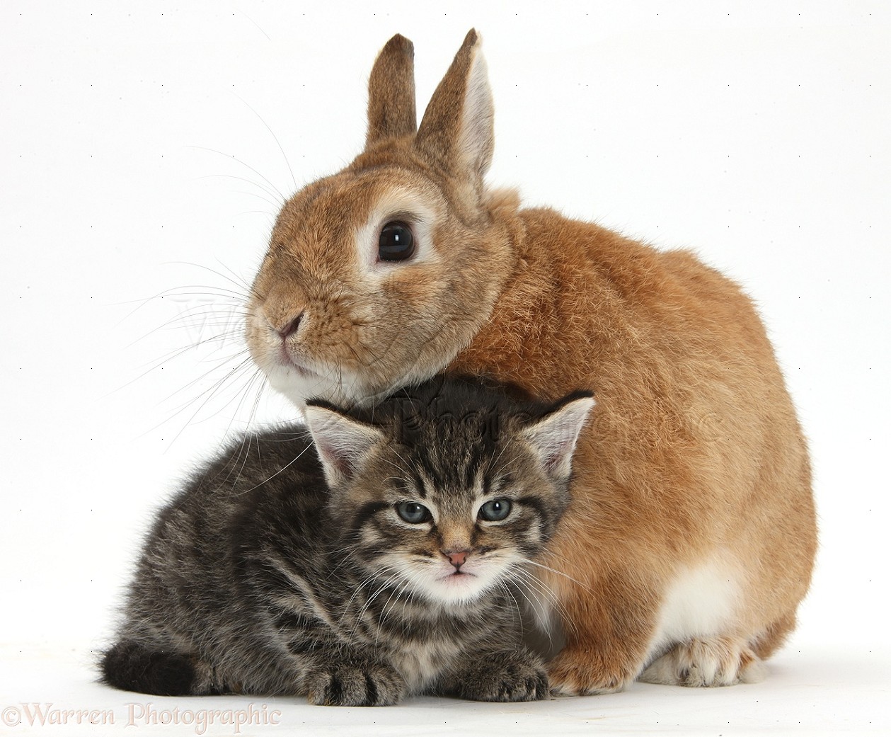 35579-Cute-tabby-kitten-with-rabbit-white-background.jpg