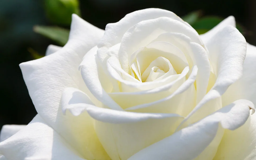35660__white-rose_p.webp