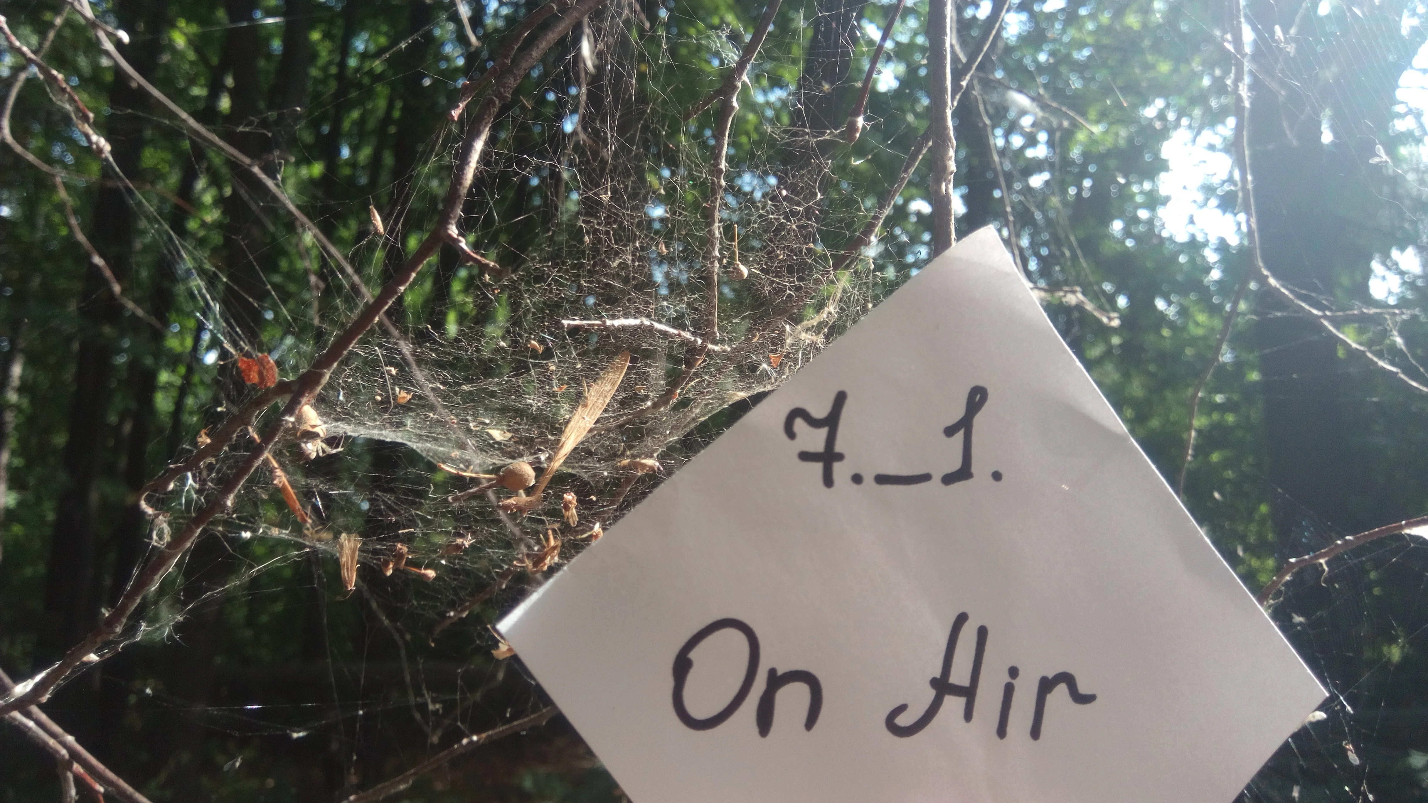 36 ПАУТИНА.webp