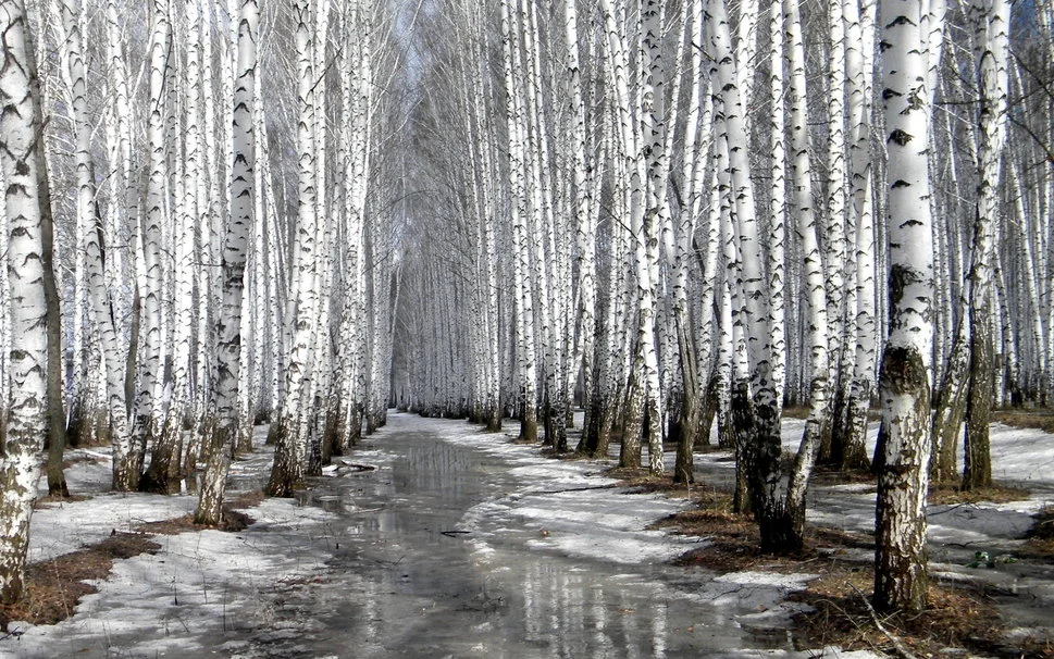 374326__winter-wonderful_p.webp