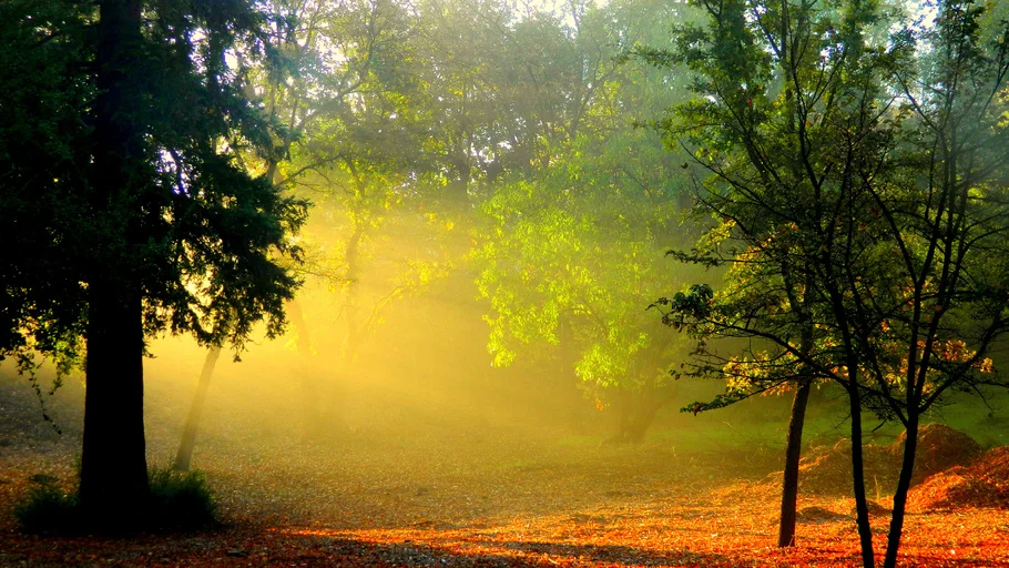37700.webp