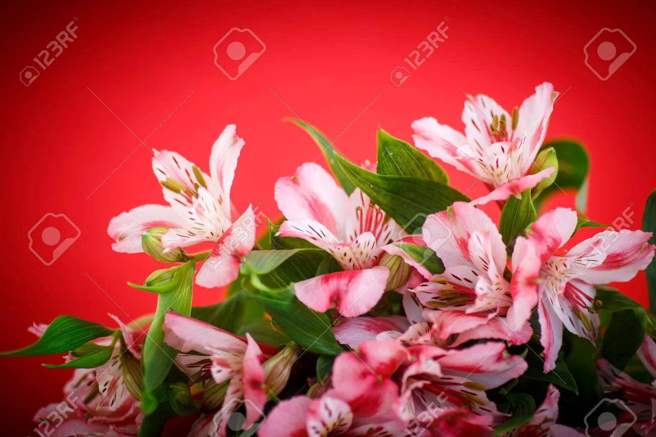 38496613-beautiful-bouquet-of-flowers-alstroemeria-on-a-red-background.webp