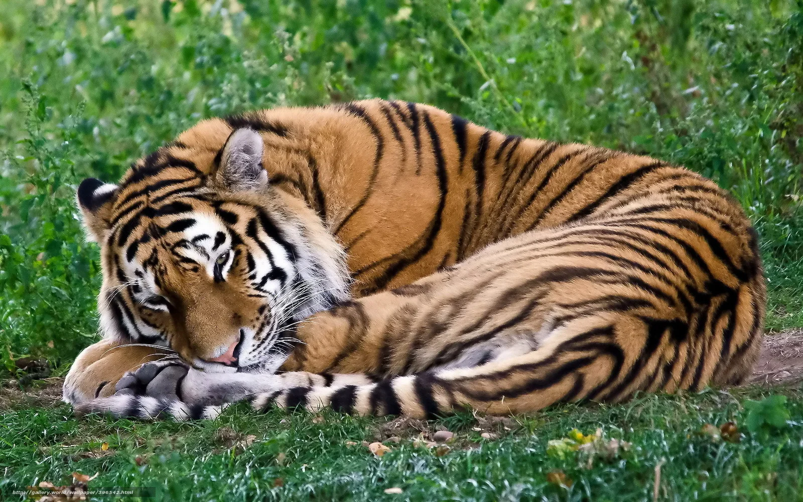396542_tigr_lezhit_spit_svernulsya-kalachikom_1680x1050_(www.GdeFon.ru).webp