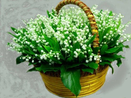 39880048_landishi1.webp