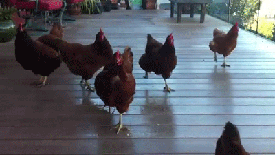 3a65f63a-5433-41ee-9699-40d4322bb470.gif