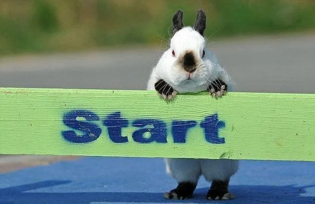 3f2b1_1304251919_these_funny_animals_680_640_21.webp
