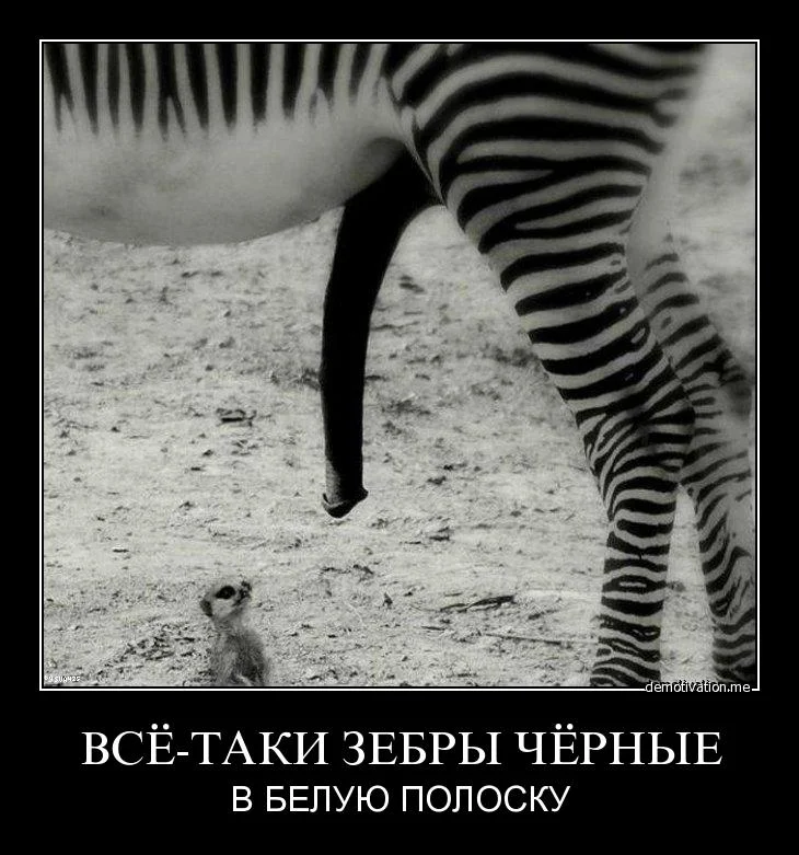 3g5ven6rsz50.webp