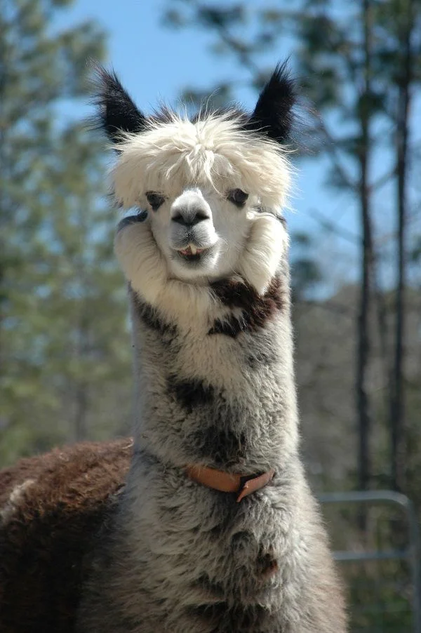 40b7f390d891e69001556bfff7e139c1--llama-alpaca-camels.webp