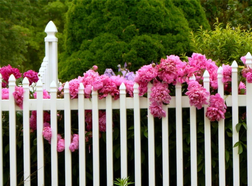 413640__along-the-fence_p.webp