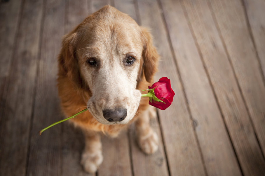 41615__dog-with-rose_p.jpg