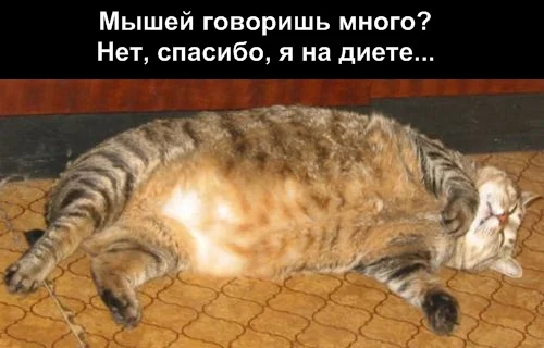 41933944_1.webp