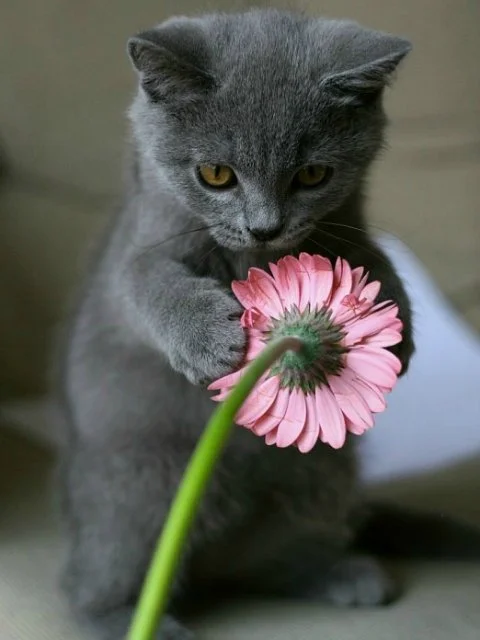 41aa961a8018.webp