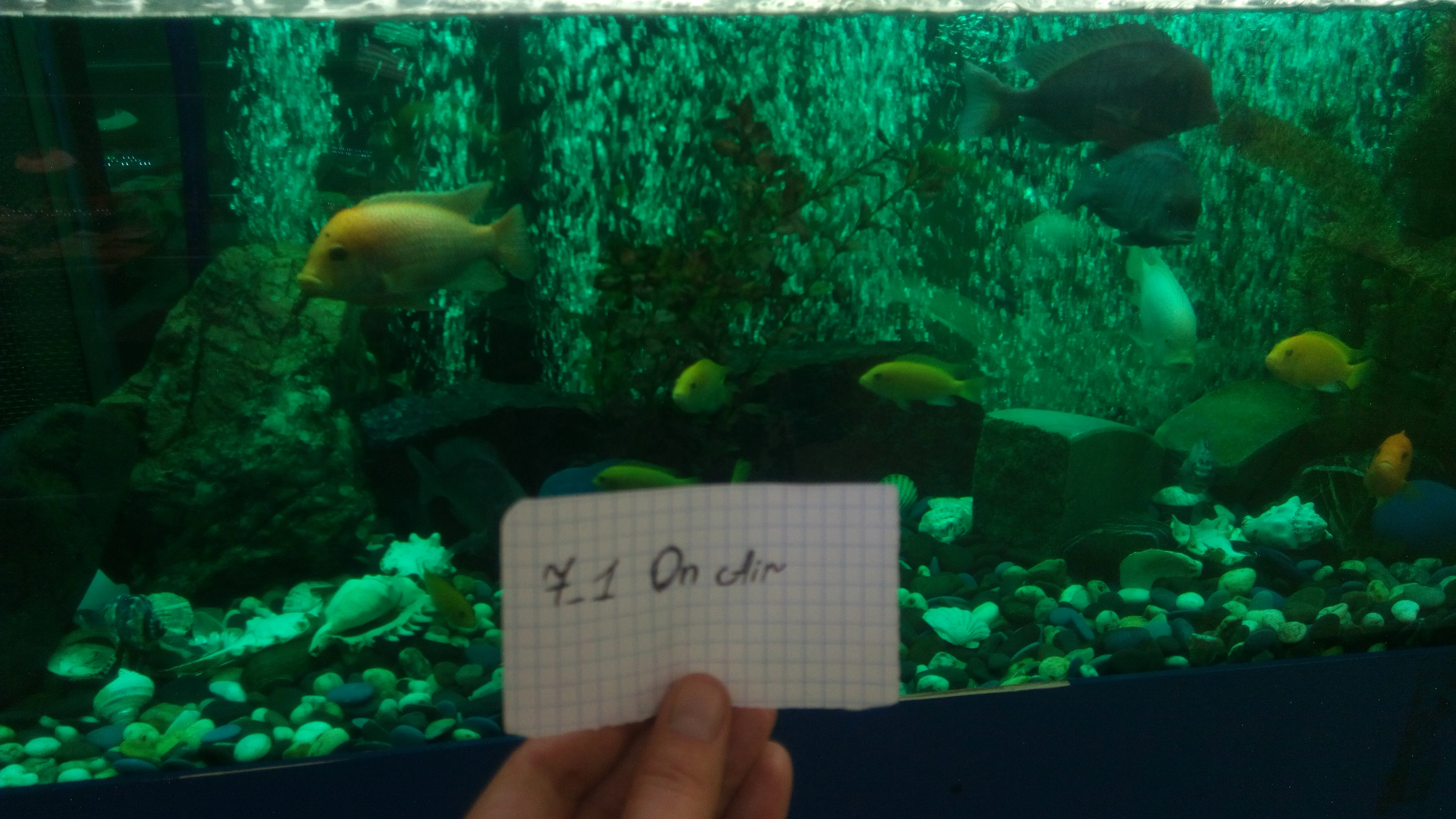 42 АКВАРИУМ.webp