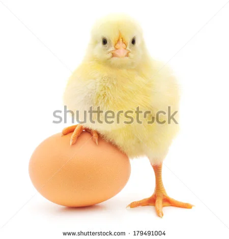 432234235.webp